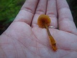 Mycena aurantiomarginata image
