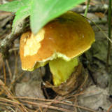 Leccinum subglabripes image