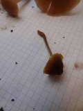 Mycena aurantiomarginata image