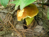 Leccinum subglabripes image