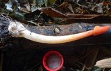 Phallus rubicundus image