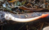 Phallus rubicundus image