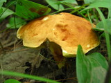 Leccinum subglabripes image