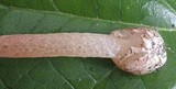 Phallus rubicundus image