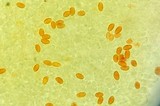 Gymnopilus ventricosus image