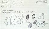 Gymnopilus ventricosus image