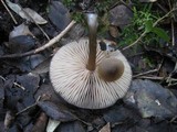 Entoloma occultopigmentatum image