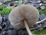 Entoloma occultopigmentatum image