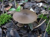 Entoloma occultopigmentatum image