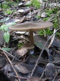 Entoloma occultopigmentatum image