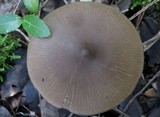 Entoloma occultopigmentatum image