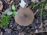 Entoloma occultopigmentatum image