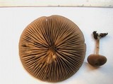 Entoloma occultopigmentatum image