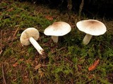 Tricholoma pardinum image