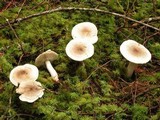 Tricholoma pardinum image