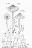 Inocybe subcarpta image