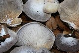 Hohenbuehelia mastrucata image