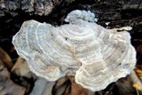 Trametes hirsuta image