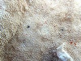 Trametes hirsuta image