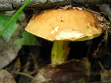 Leccinum subglabripes image