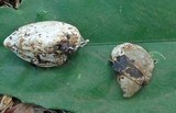 Phallus rubicundus image