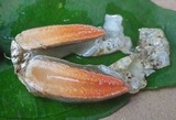 Phallus rubicundus image