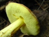 Leccinum subglabripes image