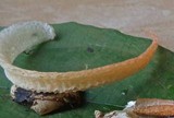 Phallus rubicundus image