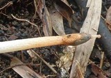 Phallus rubicundus image