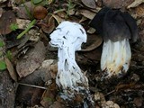 Hypomyces cervinigenus image
