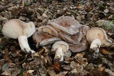 Lactarius argillaceifolius image