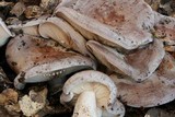 Lactarius argillaceifolius image