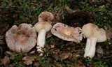 Lactarius argillaceifolius image