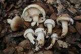 Hygrophorus roseobrunneus image