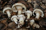 Hygrophorus roseobrunneus image