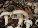 Hygrophorus roseobrunneus image