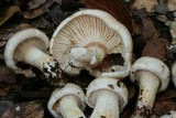 Hygrophorus roseobrunneus image