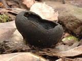 Pseudoplectania nigrella image