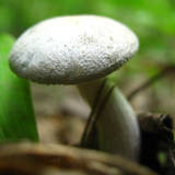 Clitocybe odora image