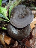 Stiptophyllum erubescens image