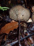 Stiptophyllum erubescens image