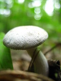 Clitocybe odora var. odora image