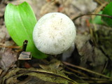 Clitocybe odora var. odora image