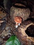 Leucopaxillus gracillimus image