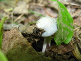 Clitocybe odora image