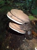 Ganoderma australe image