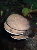 Ganoderma australe image