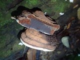 Ganoderma australe image