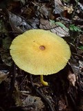 Leucocoprinus brunneoluteus image