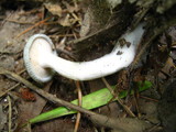 Clitocybe odora image